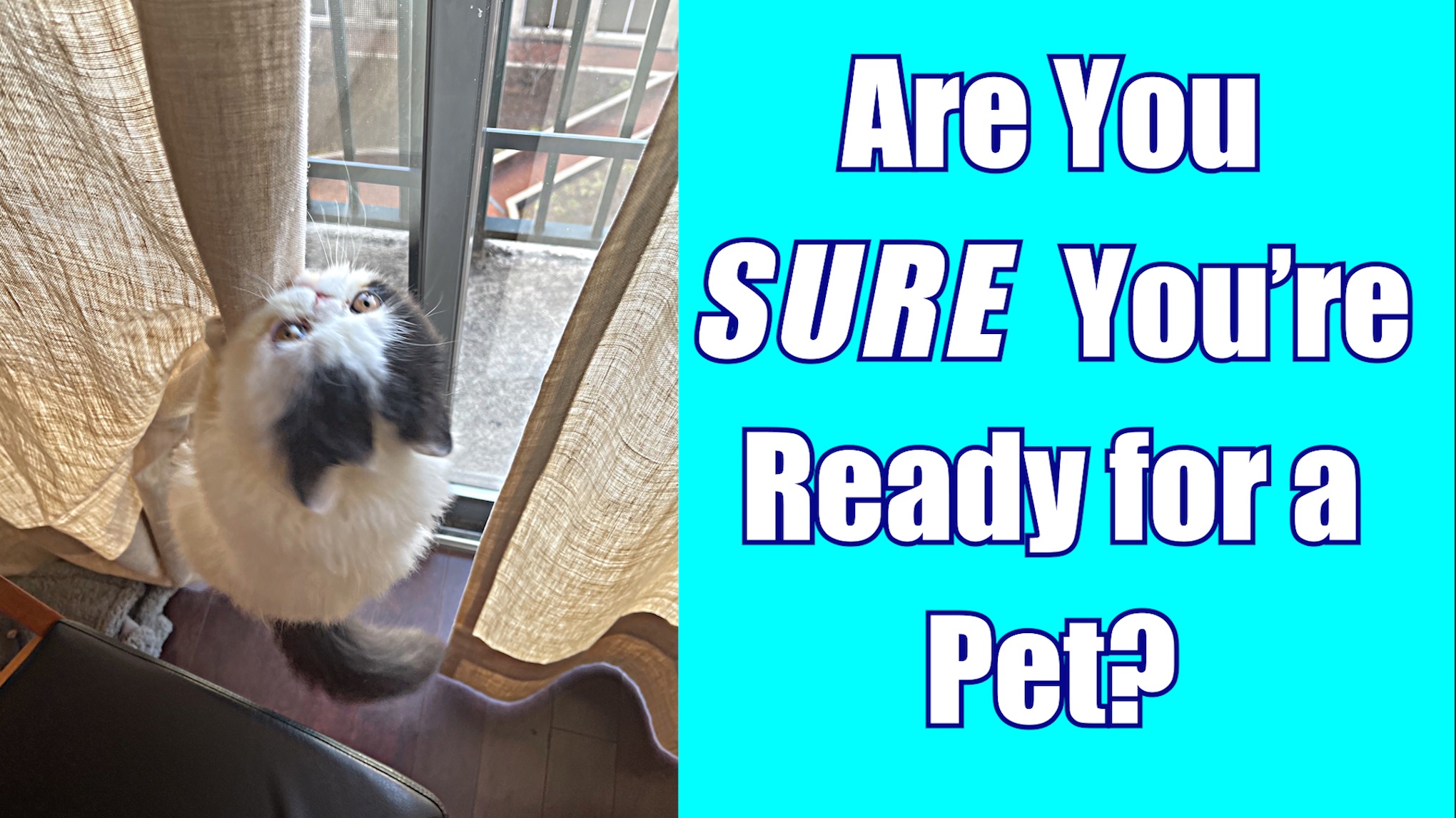 Teaching Responsibility: Are you sure you want a pet?