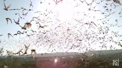 To the Bat Cave! Video
