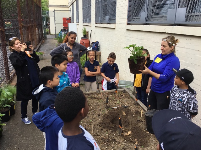 Growing a Wild NYC: A K-5 Urban Pollinator Curriculum 