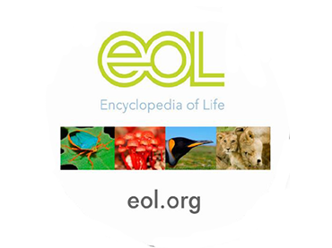 Energy Flow Activity 2: Producers, Consumers, Decomposers (Grades 2-5)