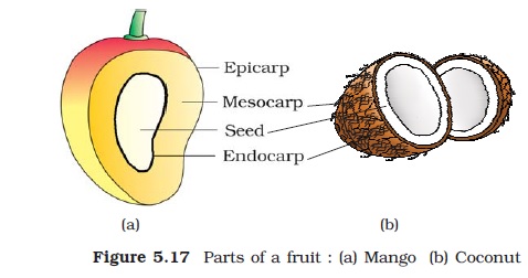 Biology-The seed